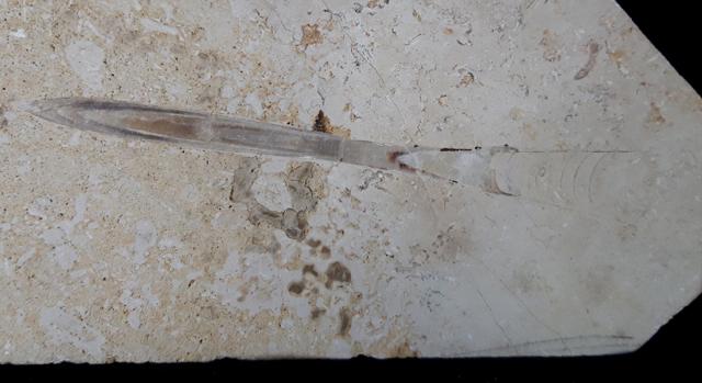 Hibolithes sp. (MONTFORT 1808) & Becherschwamm indet. - Bild &copy; FossNet FossilienStore